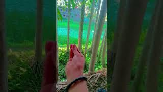 o Laila trending song YouTube short Silchar Assam ️🫠️