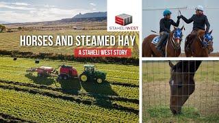 Feed Your Horses the Best Hay - DewPoint Steamed Hay