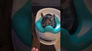 Playing in the Potty @Chinchilla Diaries