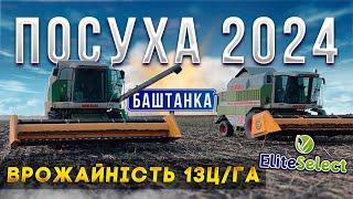 Баштанка та соняшник ЕС Саксон. Жодного дощу за період вегетацій