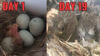 2 of 5 Baby Finches Survive - From Hatchlings to Fledglings Time Lapse