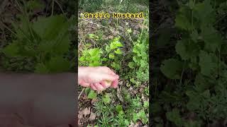 Garlic mustard herbs