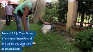 WEB EXTRA: Family Adopts A Stork