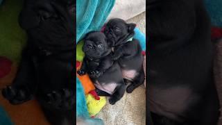Twin puppies little spoon & big spoon (4 weeks old) ##puppy #cute #pets #shorts