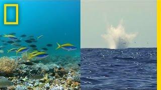 Fishing With Dynamite Is Harmful—Why Does It Persist? | National Geographic