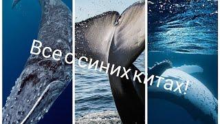 Все о синих китах