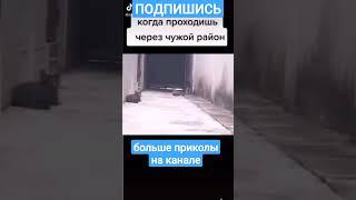 Лучшие приколы 2022 до слез #приколы #приколысживотными #лучшиеприколы #приколы2022 #угар #shorts