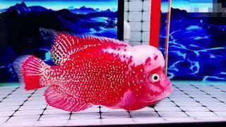 Gorgeous Red Parrot Kamfa Flowerhorn Cichlids | Flowerhorn Boss