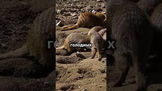 "живые камни"       #Природа #ИнтересныеФакты #УдивительнаяПрирода#shorts #shortvideo