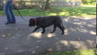 Dogs on a walk, one normal and one with hip dysplasia and arthritis