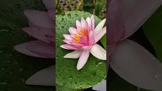 In my beautiful garden