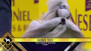 Comet the Shih Tzu wins the WKC Toy Group | Westminster Kennel Club