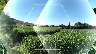200 sacas de Milho como colher? Agroceres 9025, 205,53 sacas por hectare safra 18/19 RS Brasil Corn