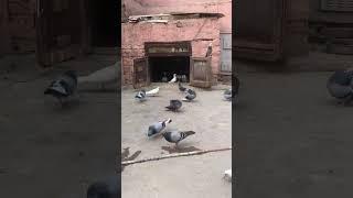 Morning m asman se utre kabuter #orignal Video mojo ki rvani h #please_subscribe_my_channel