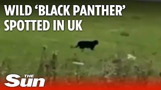 Wild 'Black Panther' spotted in Scotland