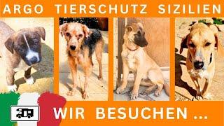 Argo Tierschutz Sizilien - ein Leben für die Hunde