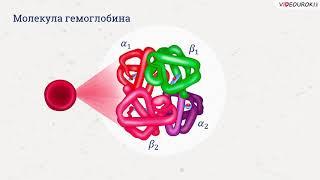 Видеоурок по биологии "Белки"