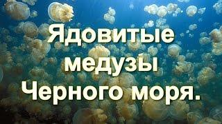 Ядовитые медузы Черного моря.