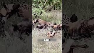 Один леопард против СТАДА шакалов
