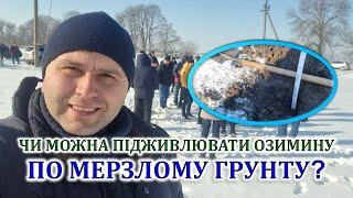 Чи можна підживлювати озимину по мерзлому грунту?