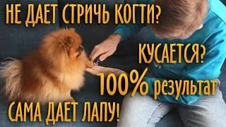 Как легко подстричь когти непослушной собаке? Метод, проверенный временем! #шпицТея