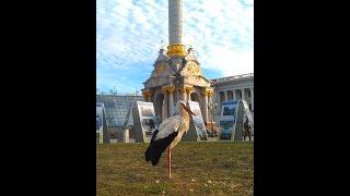 Аист на Майдане в Киеве / Stork on the Maidan in Kiev (28.09.2015)