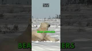 Arctic Loners: The Solitary Nature of Polar Bears