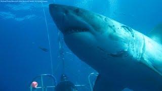 Biggest great white shark ever filmed? Meet 20-foot Deep Blue