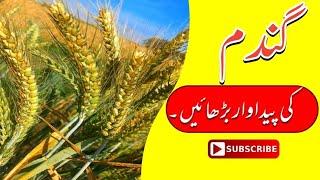 Best Foliar micronutrients mixture for wheat crop | Healand multi by swat agro review