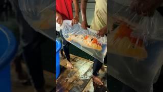 2.5 million rupee worth of Japanese koi fish delivered to #Madurai #Tamilnadu #india