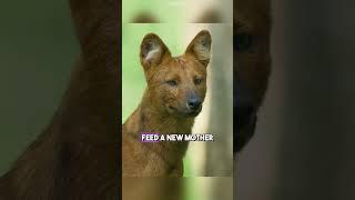 8 Fascinating Animal Facts That Will Leave You Speechless!
