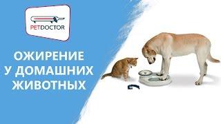 Ожирение у собак и кошек. Рекомендации ветеринарного врача