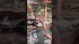 kompilasi tik tok gunung gede part 14 #pemersatubangsa #nobra #goyanghot