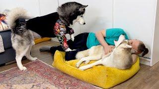 Stealing My Dog's New Bed | Funny Husky Reaction