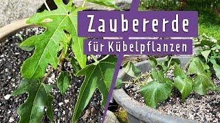 DIY: Pflanzerde selber mischen | MDR Garten