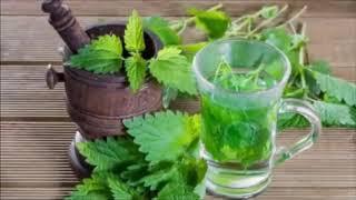 Nettle Tea Benefits and Warnings