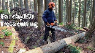 Daily 100 trees  cutting 