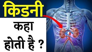 Kidney Kharab Hone Par Dard Kahan Hota Hai | kidni ka size normal | kidney location on body