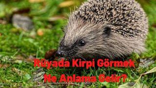 Rüyada Kirpi Görmek Ne Anlama Gelir?, Rüyada Kirpi Görme