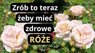 RÓŻE- jak teraz dbać o róże w ogrodzie, żeby pięknie kwitły i były zdrowe całe lato, ważne zabiegi