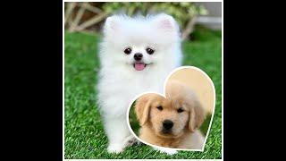 Cute Dogs | Cute Dog Pictures | Cute Dogs Images|Dogs cute Dp photo |cute dog photos