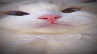  GATO MAULLANDO TIERNAMENTE  | Hermoso - Gatos Graciosos #Shorts #shorts