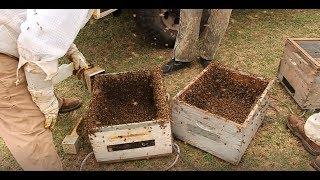 How to Raise Queen Bees!