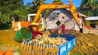 Use Excavator to Build Road Into Farm | Harvesting Corn and Bringing Home for Storage – Farm Life