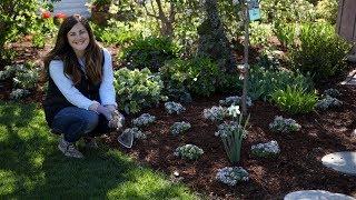 Mass-Planting ‘Blushing Princess’ Alyssum  // Garden Answer