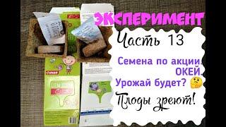 ЭКСПЕРИМЕНТ/СЕМЕНА ПО АКЦИИ ИЗ ОКЕЯ/ЧТО ИЗ НИХ ВЫРАСТЕТ?/ЧАСТЬ 13 - ПЛОДЫ ЗРЕЮТ!