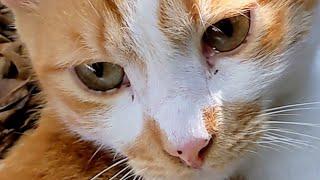 Кошка рыжая гуляет мило хвостиком виляет  Cute stray cat walk  Animals Nature Memes Pet Trend Meow