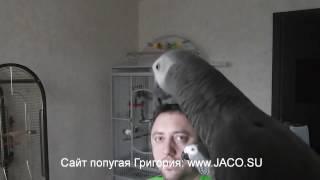 Попугай Григорий: успокойся... ха-ха-ха!