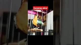 kolibri goyang ekor #shorts #kolibrininja #kolibrikelapa #hummingbird #kolibriwulung