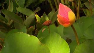 (HD720p) "Swedish Rhapsody", Mantovani